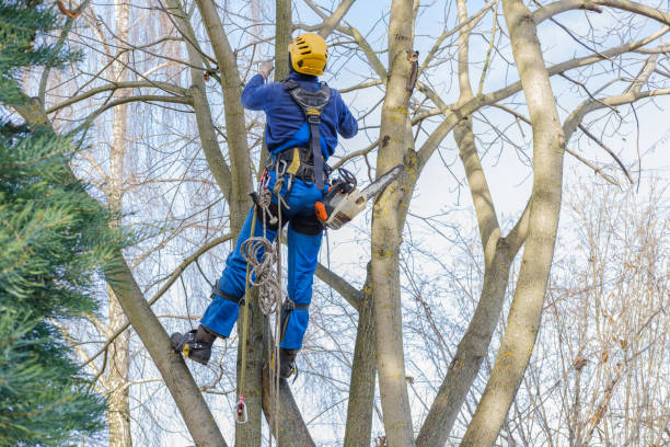 Best Firewood Processing and Delivery  in Samsula Spruce Creek, FL