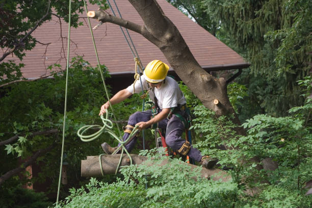 Best Tree and Shrub Care  in Samsula Spruce Creek, FL