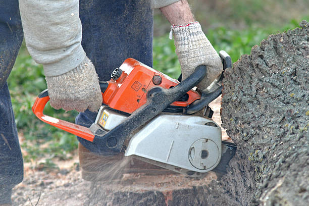 Best Fruit Tree Pruning  in Samsula Spruce Creek, FL